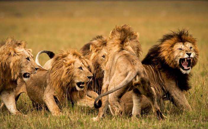 In nature, leadership demands strength and capability.. Source: African Bush Camps