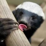 THE UNSTOPPABLE HOUDINI: How One Genius Honey Badger Mastered the Art of Resilience to Outsmart Tricky Lions!