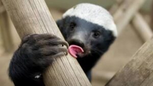 THE UNSTOPPABLE HOUDINI: How One Genius Honey Badger&hellip;