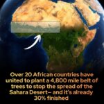 The 4,800-Mile Living Weapon: How 20 African Nations Are Building a Massive ‘Green Wall’ to Defeat the Sahara