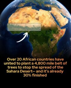 The 4,800-Mile Living Weapon: How 20 African Nations&hellip;