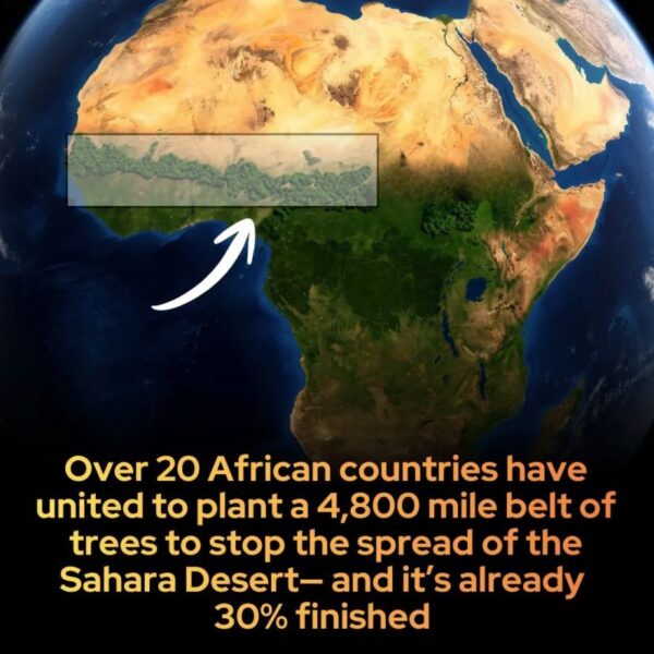 The 4,800-Mile Living Weapon: How 20 African Nations&hellip;