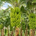 ABT NEWS: The Green Gold Rush — How Africans Can Cultivate Mega Wealth from Banana Farming!