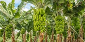 ABT NEWS: The Green Gold Rush — How&hellip;