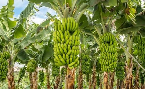 ABT NEWS: The Green Gold Rush — How&hellip;